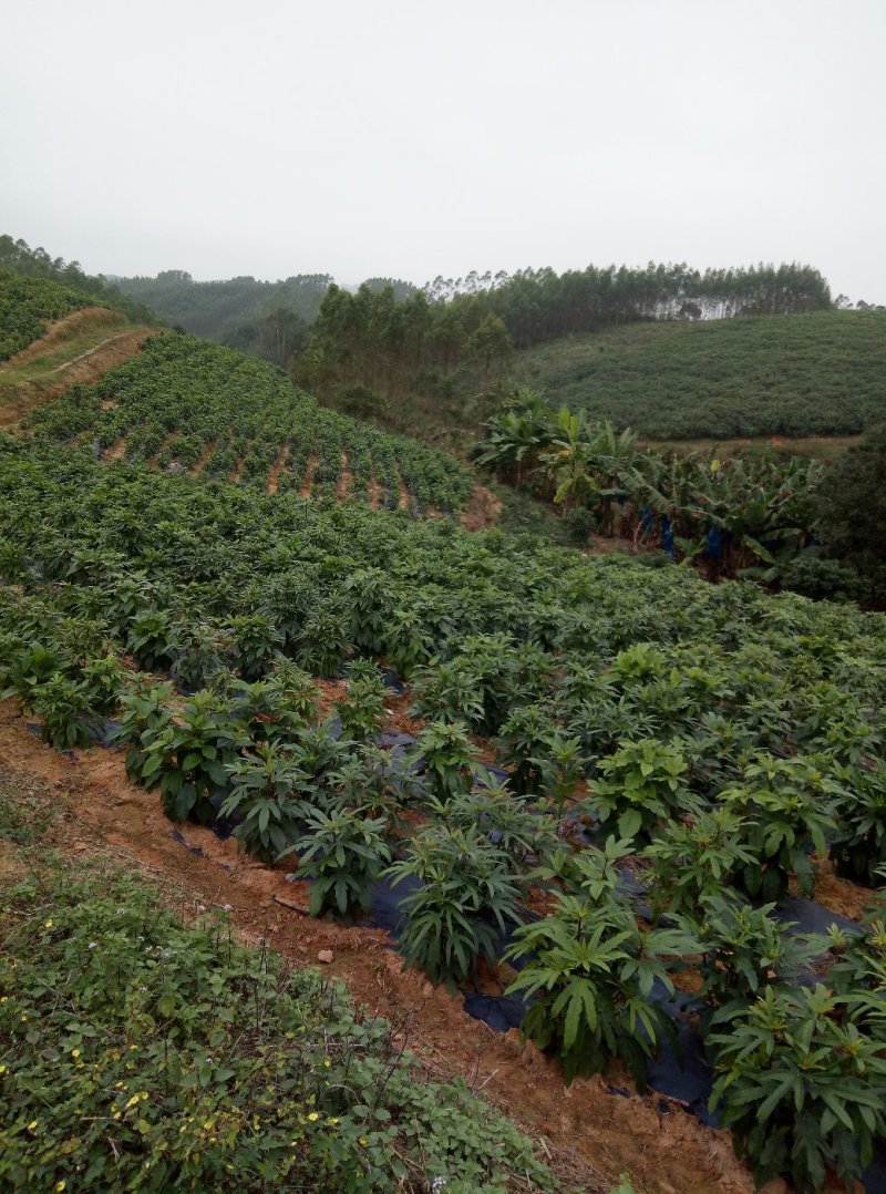 广西【五指毛桃】营养杯苗种苗A货现挖现发育苗基地直销