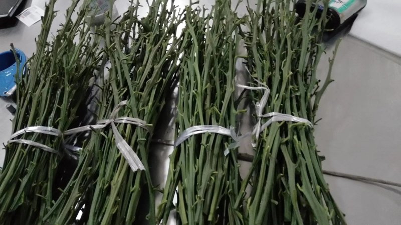 母本园直供，明日见枝条有结果树买枝条送果果，包纯正包邮
