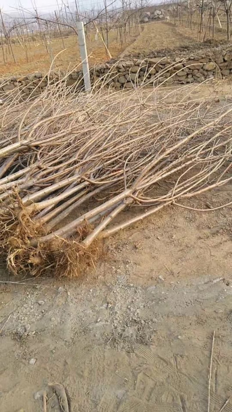 各种规格占地树