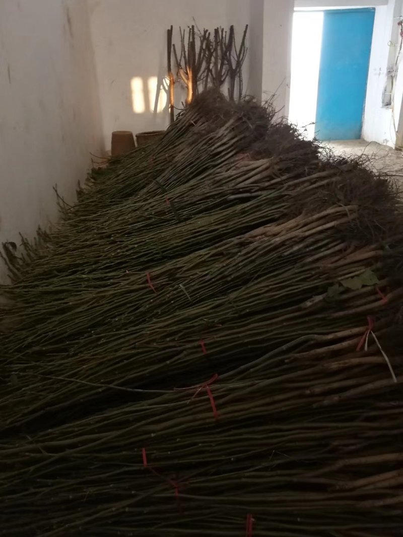 各种规格占地树