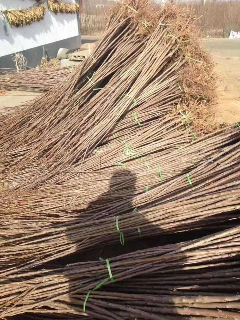 各种规格占地树