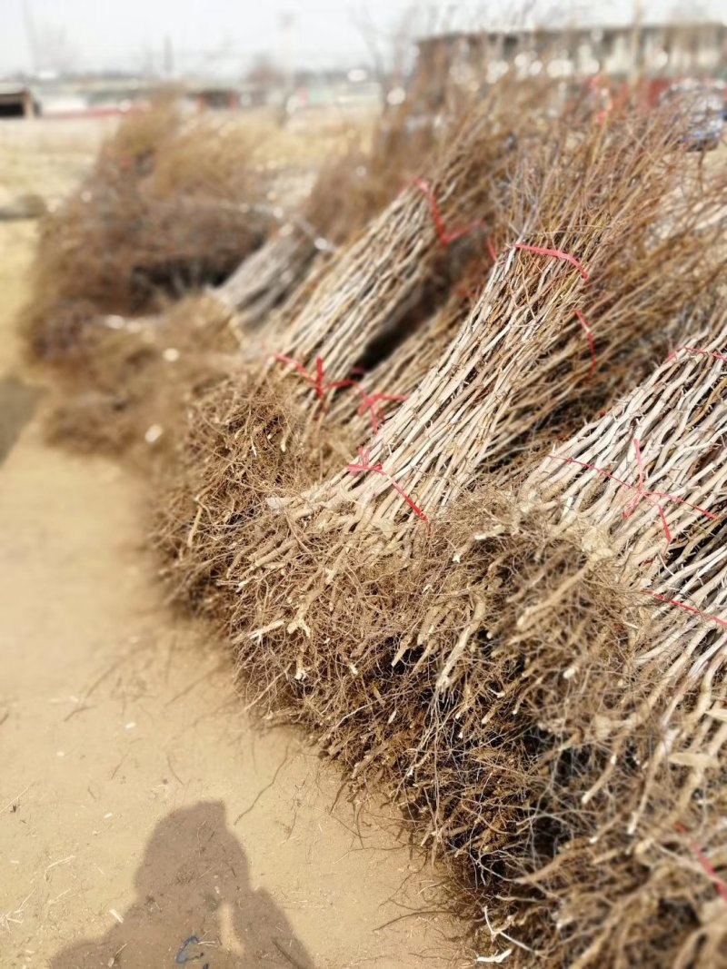 各种规格占地树