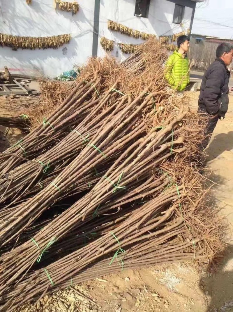 各种规格占地树