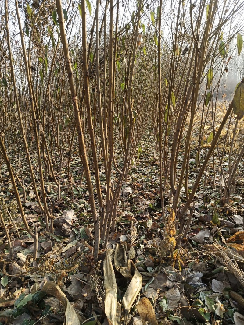各种规格占地树