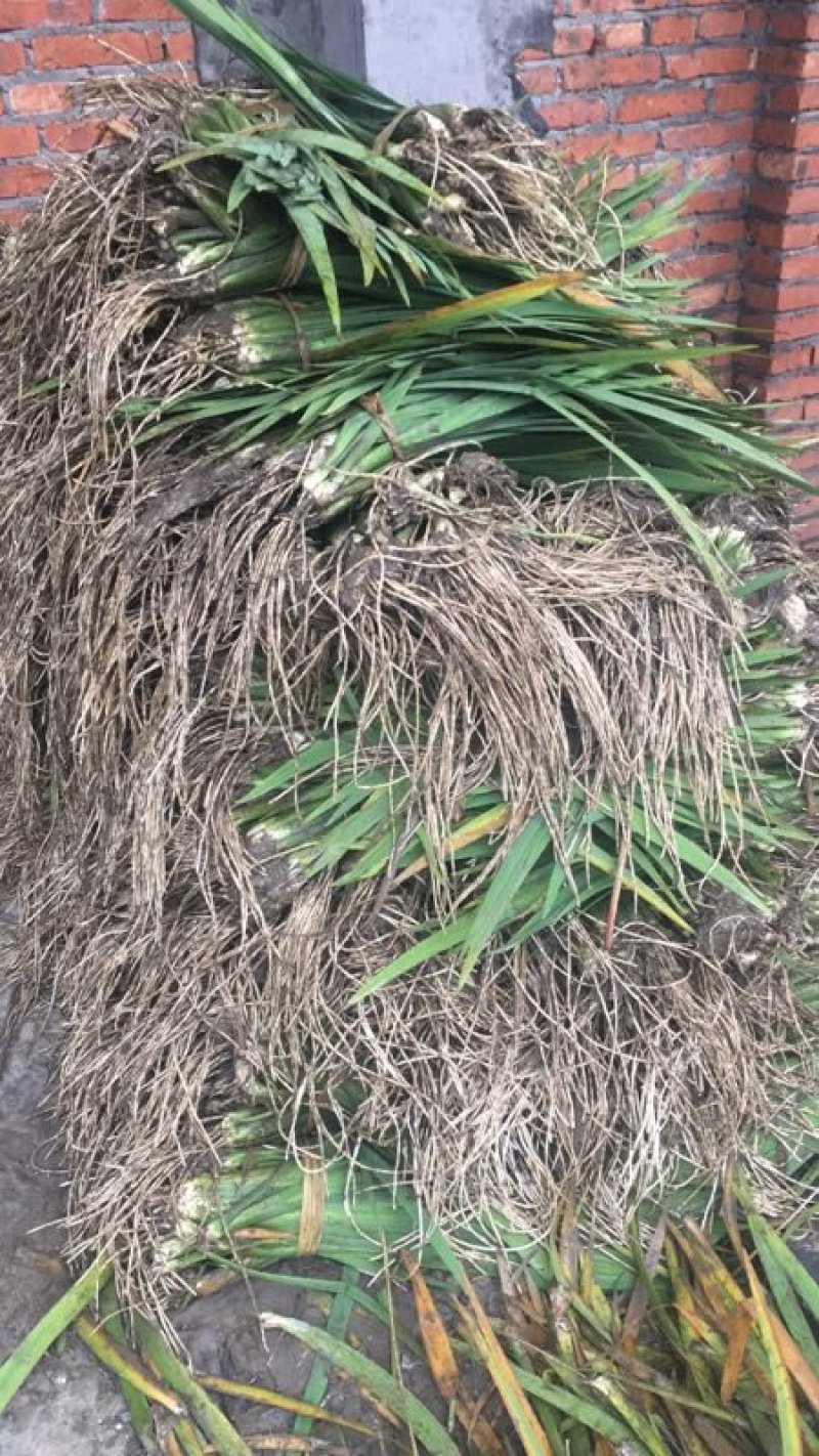 德国鸢尾！农户价（数量足，价格优.质量好）欢迎各位老板采