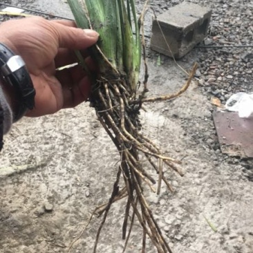 德国鸢尾！农户价（数量足，价格优.质量好）欢迎各位老板采