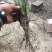 德国鸢尾！农户价（数量足，价格优.质量好）欢迎各位老板采