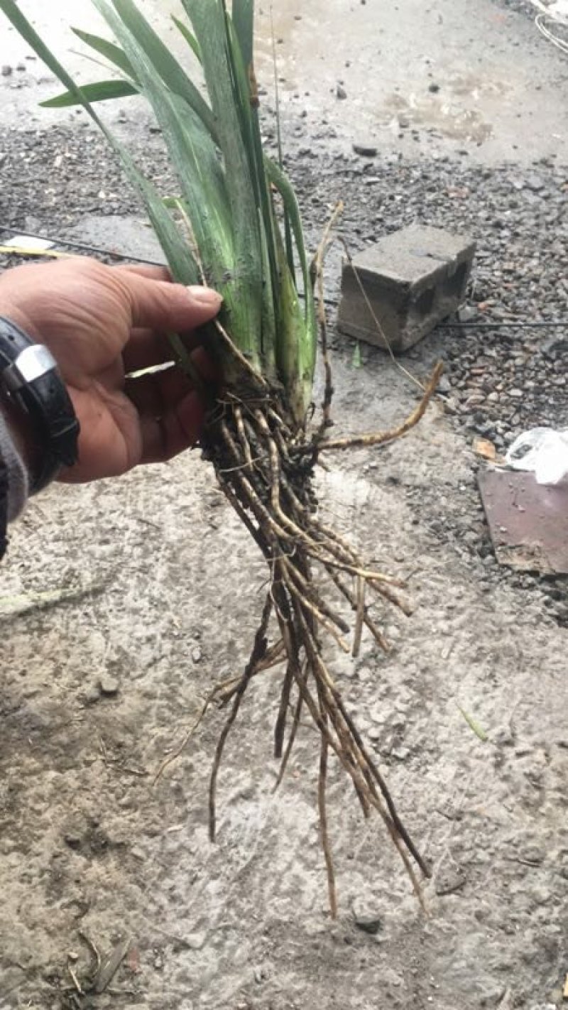 德国鸢尾！农户价（数量足，价格优.质量好）欢迎各位老板采