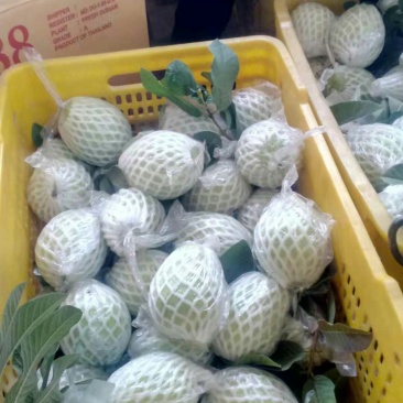 番石榴