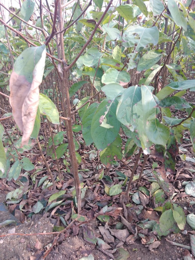 软枣树苗：软枣实生苗用于嫁接各种柿子树苗的钻木，用于绿化