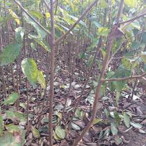 软枣树苗：软枣实生苗用于嫁接各种柿子树苗的钻木，用于绿化
