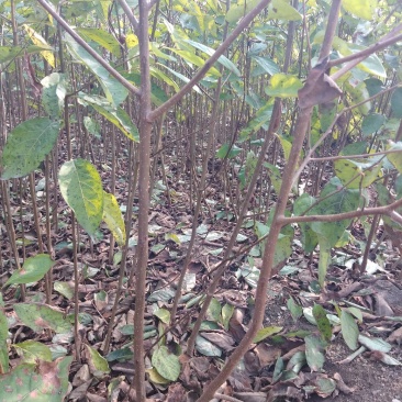 软枣树苗：软枣实生苗用于嫁接各种柿子树苗的钻木，用于绿化