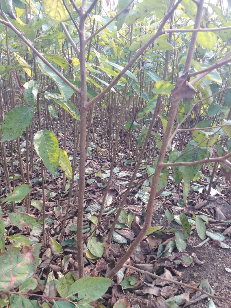 软枣树苗：软枣实生苗用于嫁接各种柿子树苗的钻木，用于绿化
