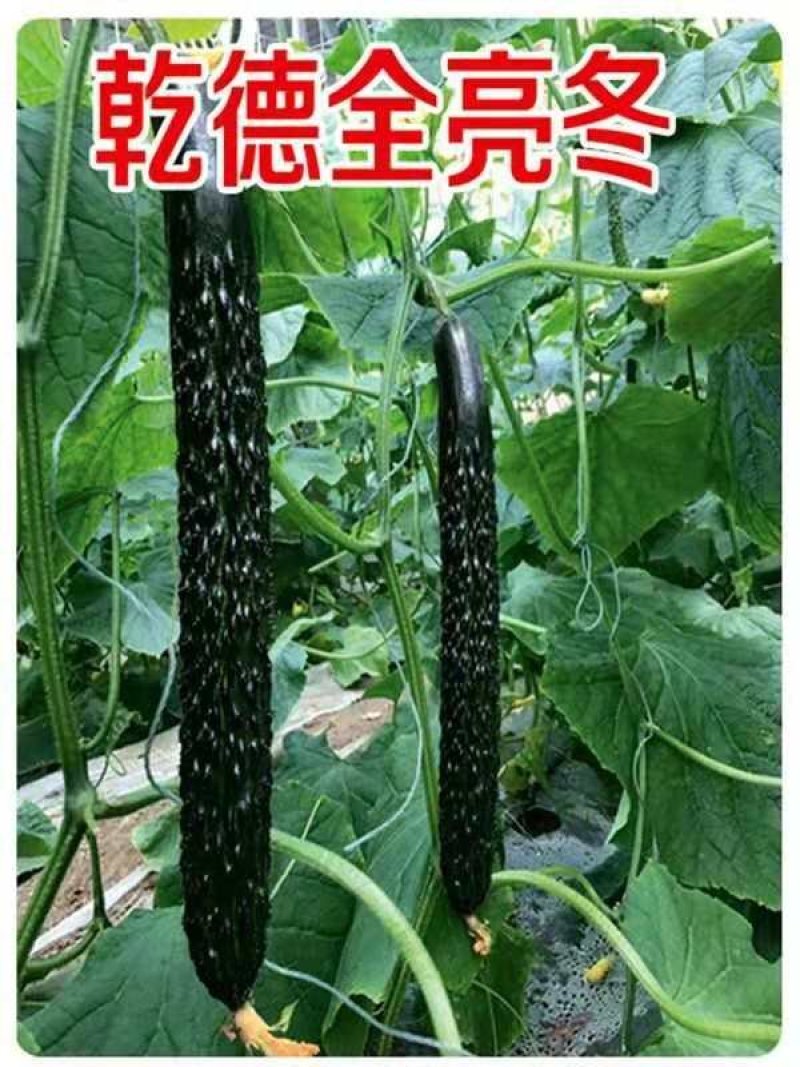全雌油亮型黄瓜种子乾德全亮冬耐寒性好抗病好