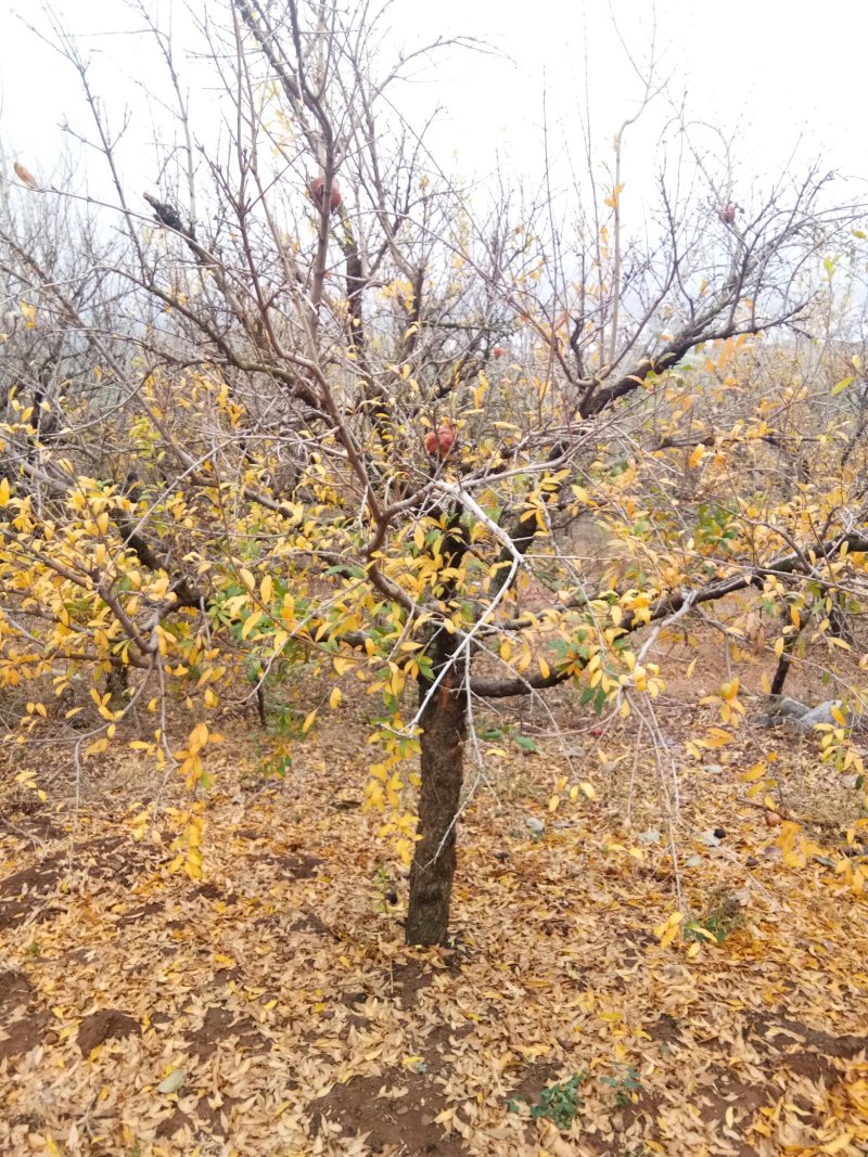 十公分石榴精品石榴树大量供应