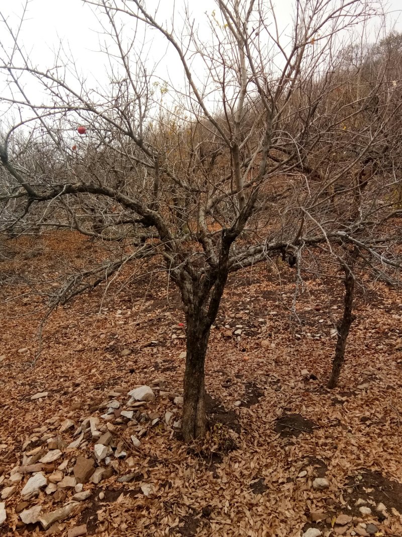 十公分石榴精品石榴树大量供应