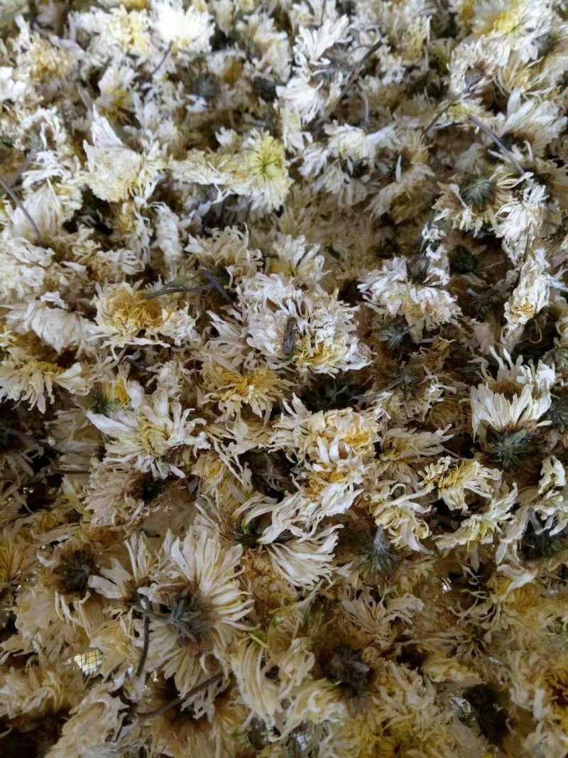 电烘干的菊花