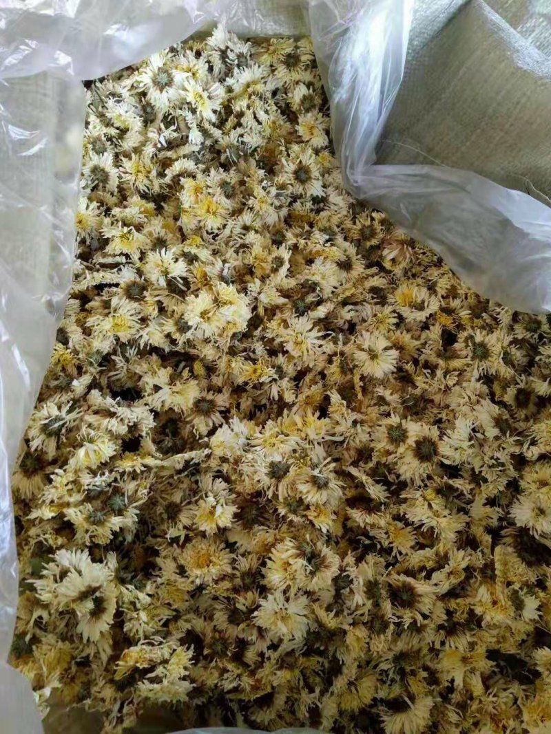 电烘干的菊花