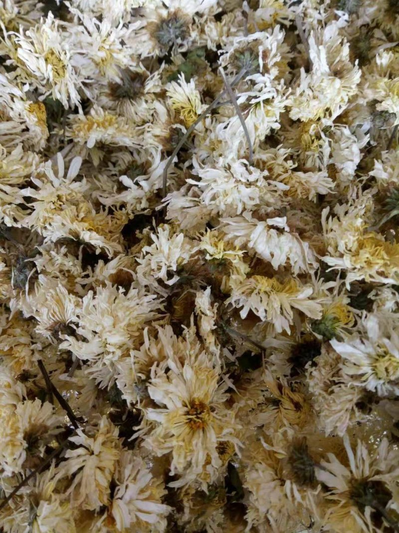 电烘干的菊花