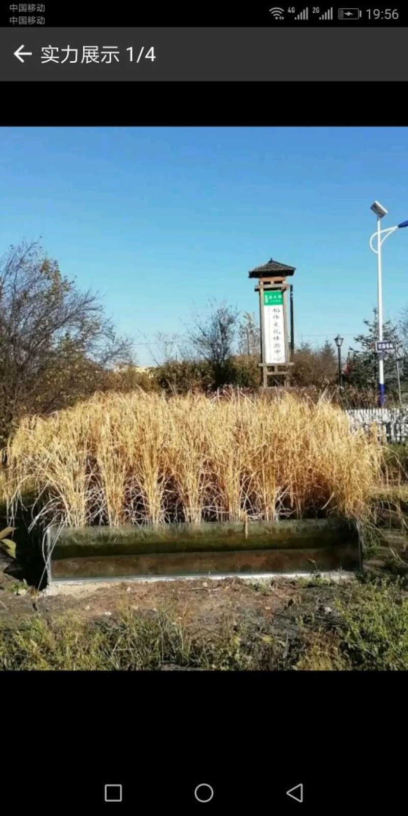 中国🇨🇳中央贡米，包邮