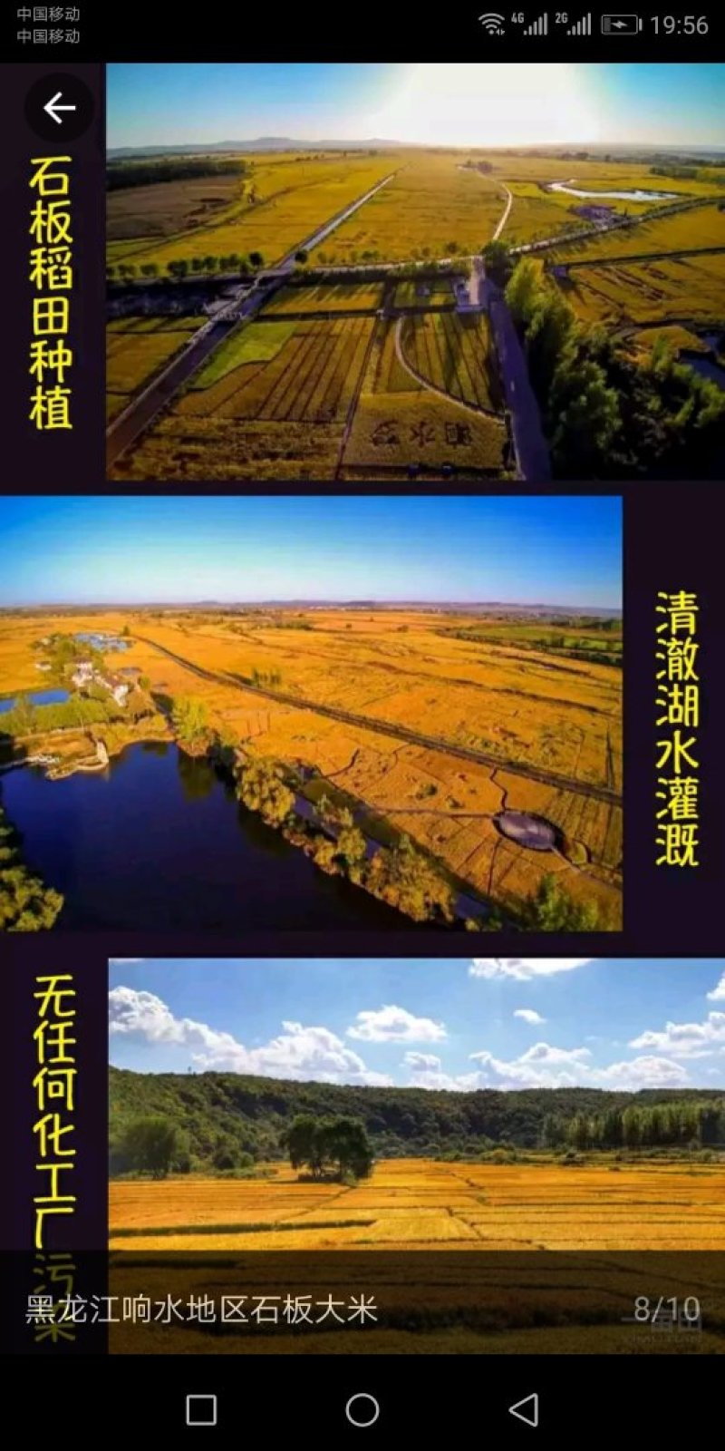 中国🇨🇳中央贡米，包邮