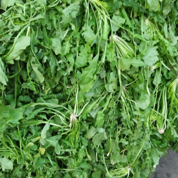 精品荠菜