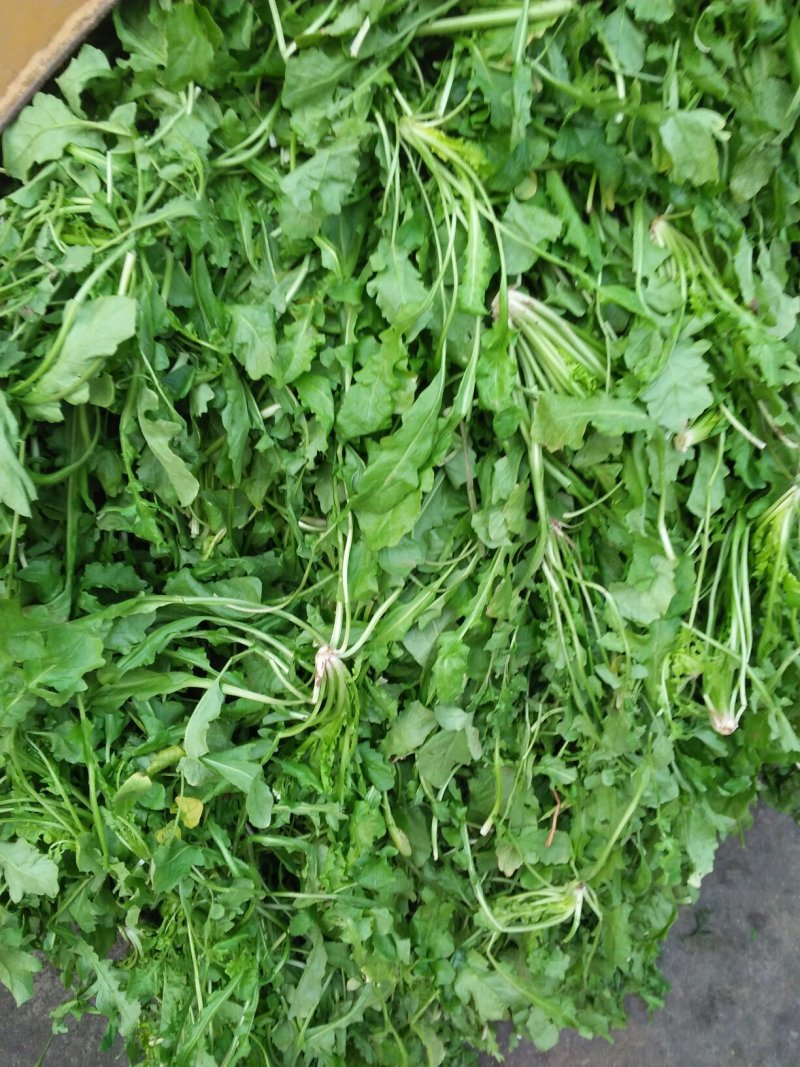 精品荠菜