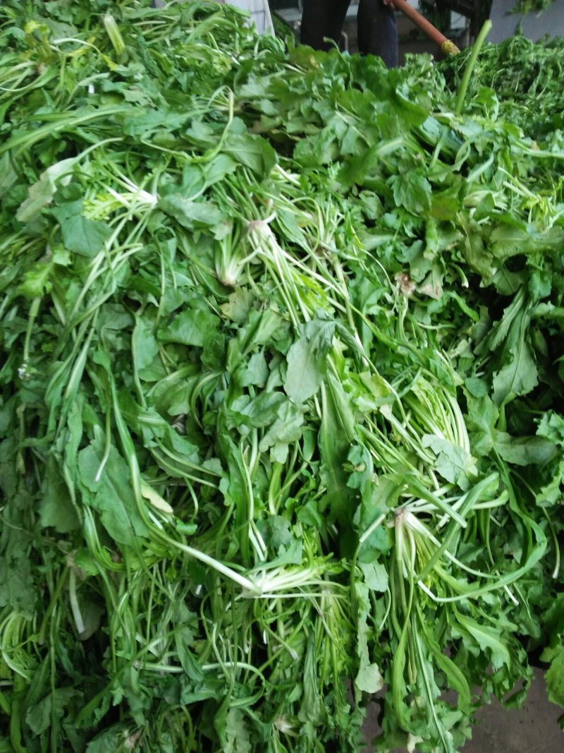 精品荠菜