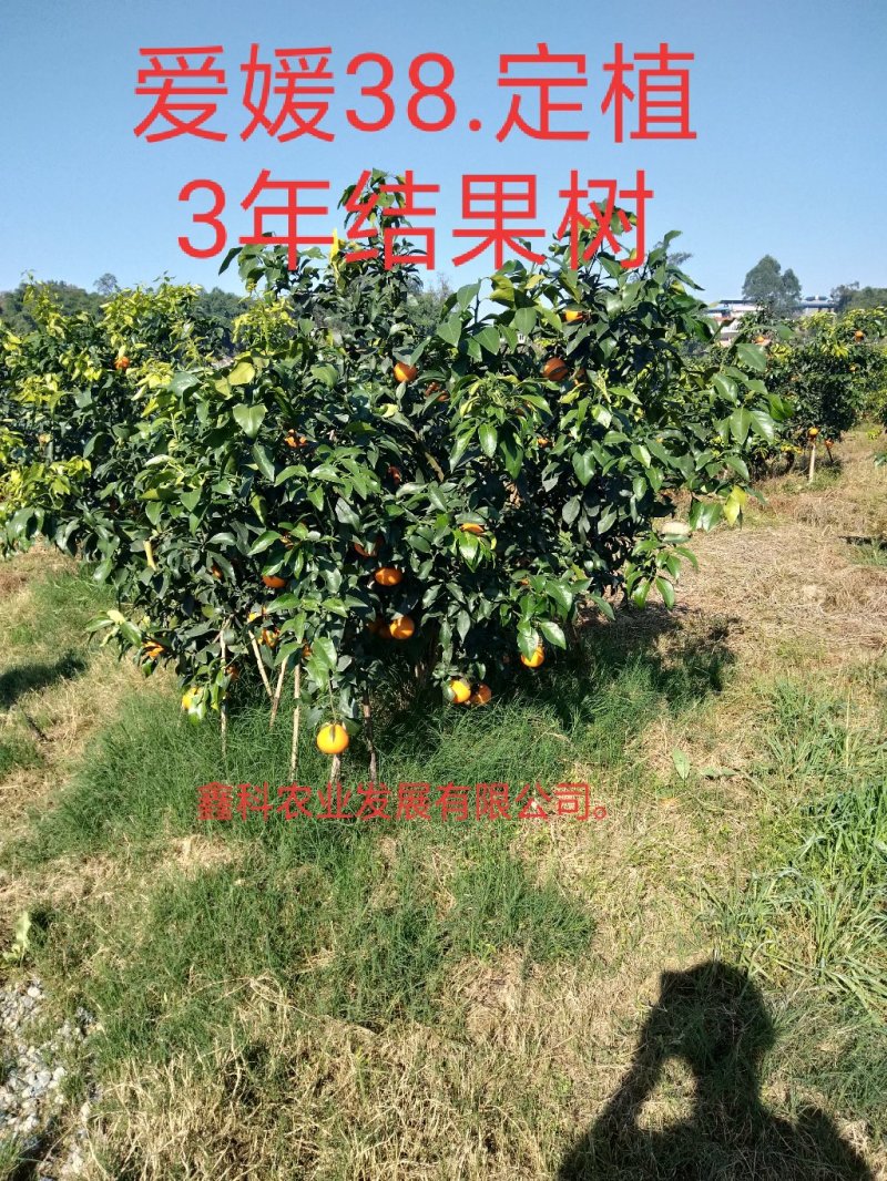 爱媛38，枝条，嫁接枝条，可实地参观考察，包纯度