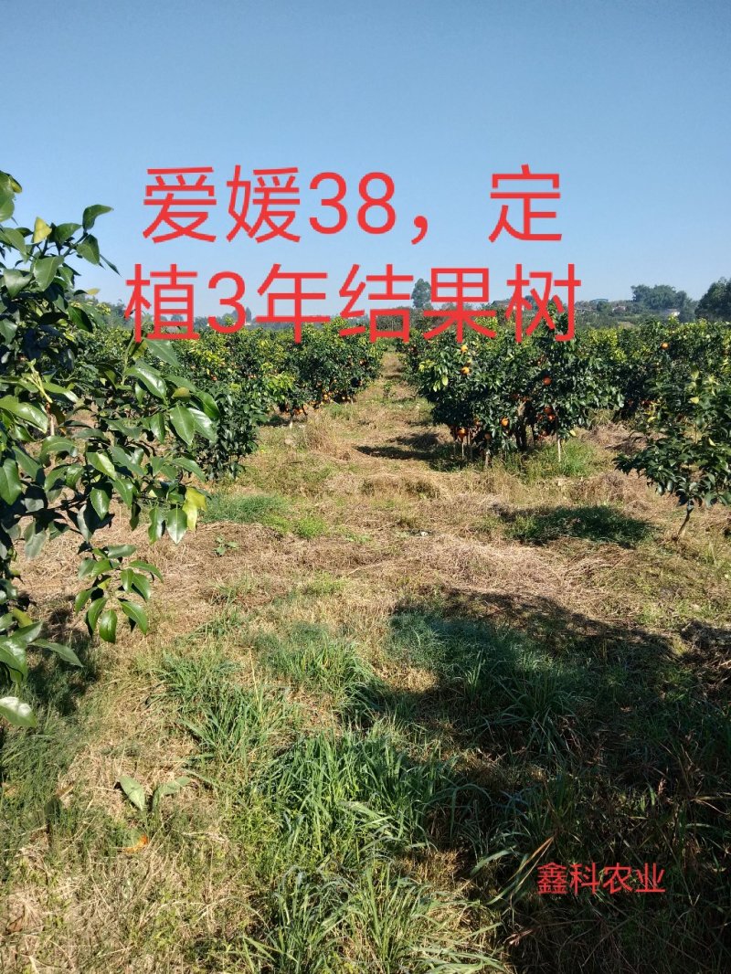 爱媛38，枝条，嫁接枝条，可实地参观考察，包纯度