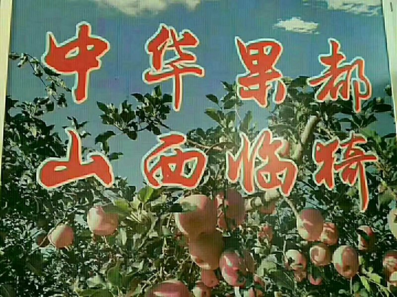 山西苹果，红富士