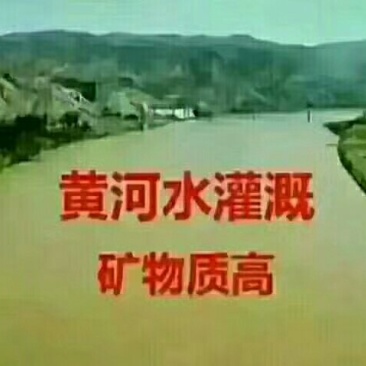 山西苹果，红富士