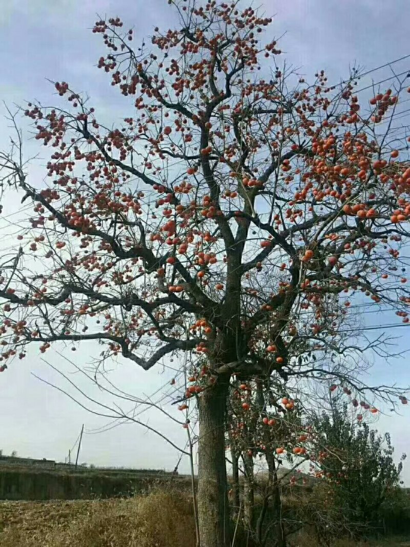 核桃，柿饼