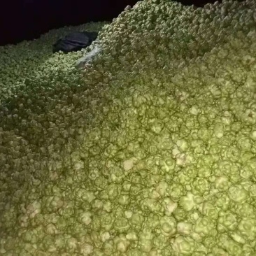 大量鲜榨菜上市、欢迎订购