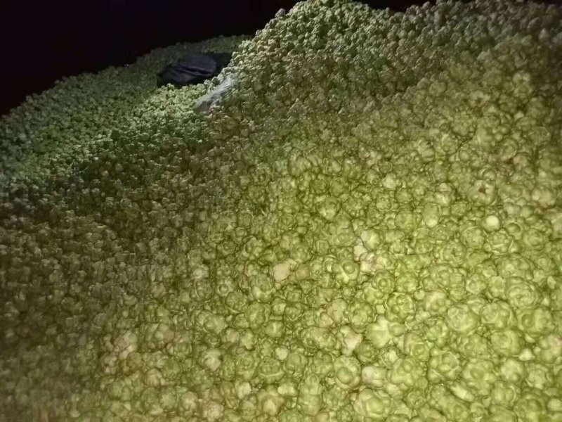大量鲜榨菜上市、欢迎订购