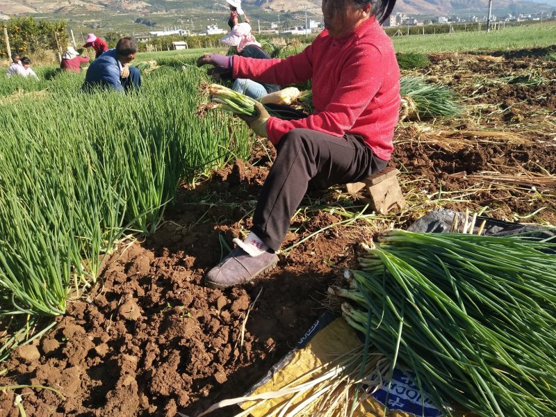 小葱产地直供货源充足实力代办期待长期合作共赢
