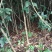 黄金桂花树八月桂花树
