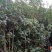 黄金桂花树八月桂花树