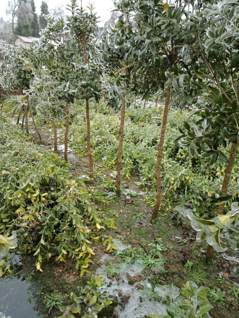 黄金桂花树八月桂花树