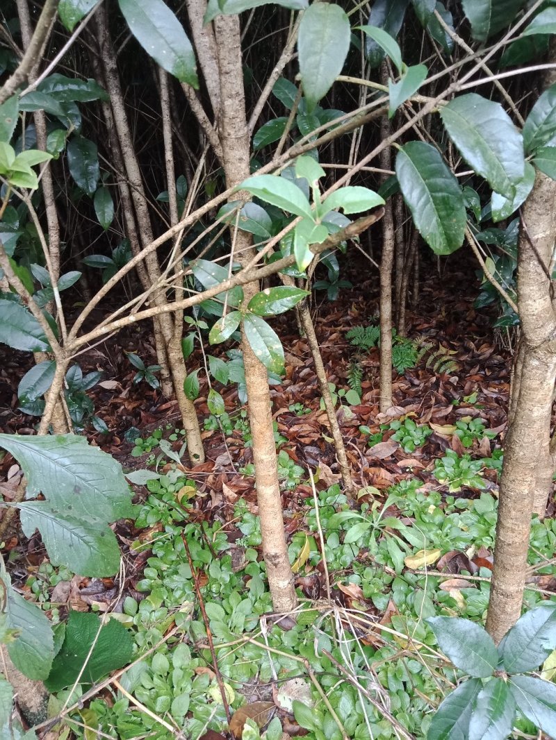 黄金桂花树八月桂花树