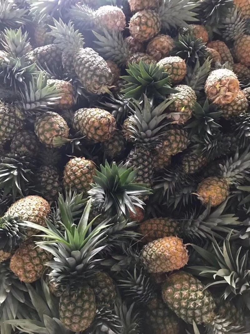 台湾风梨，