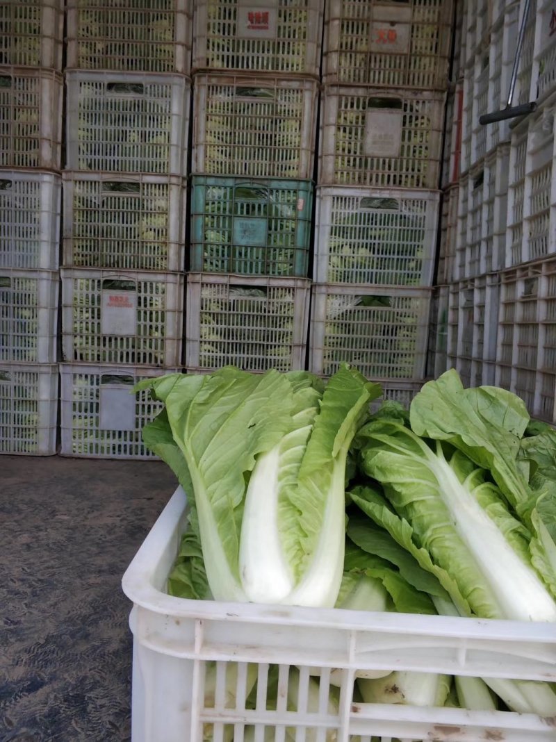 精品毛白菜快菜大型冷库常年种植永不断货长期合作