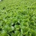 精品毛白菜快菜大型冷库常年种植永不断货长期合作