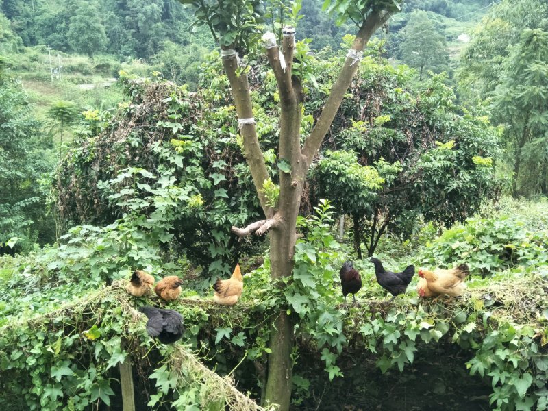 甘源竹仓土鸡家的味道