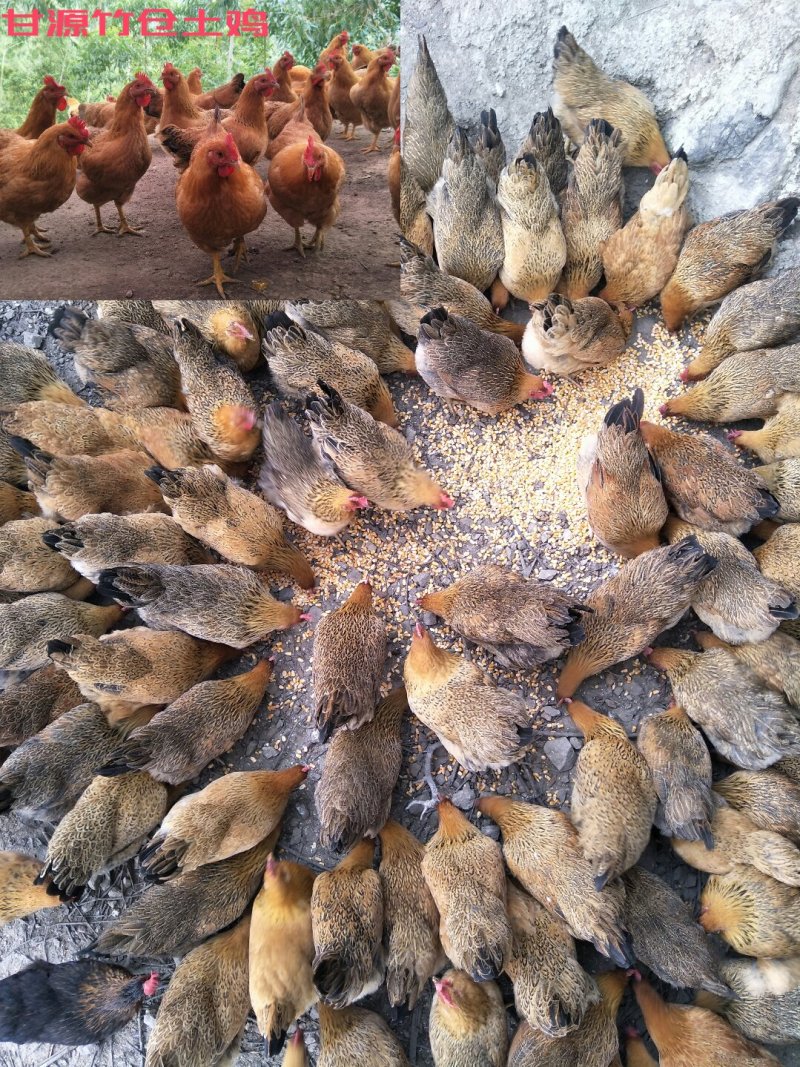 甘源竹仓土鸡家的味道