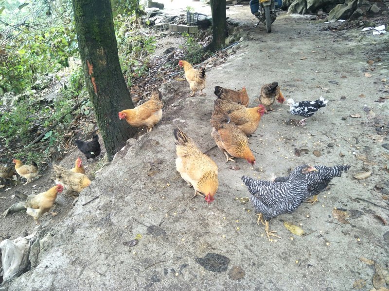 甘源竹仓土鸡家的味道