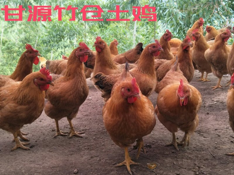 甘源竹仓土鸡家的味道