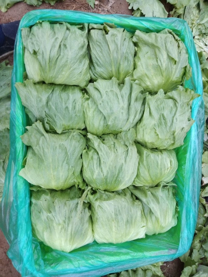 球生菜，品质好，球生菜产地，质量好价格低，