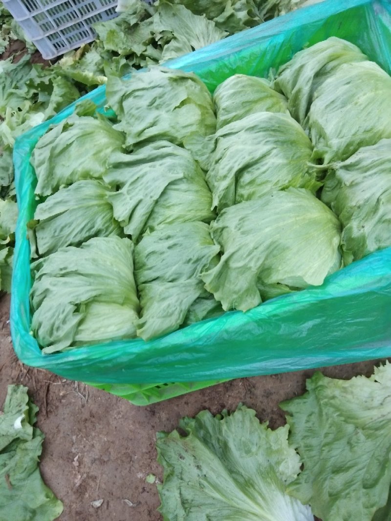 球生菜，品质好，球生菜产地，质量好价格低，