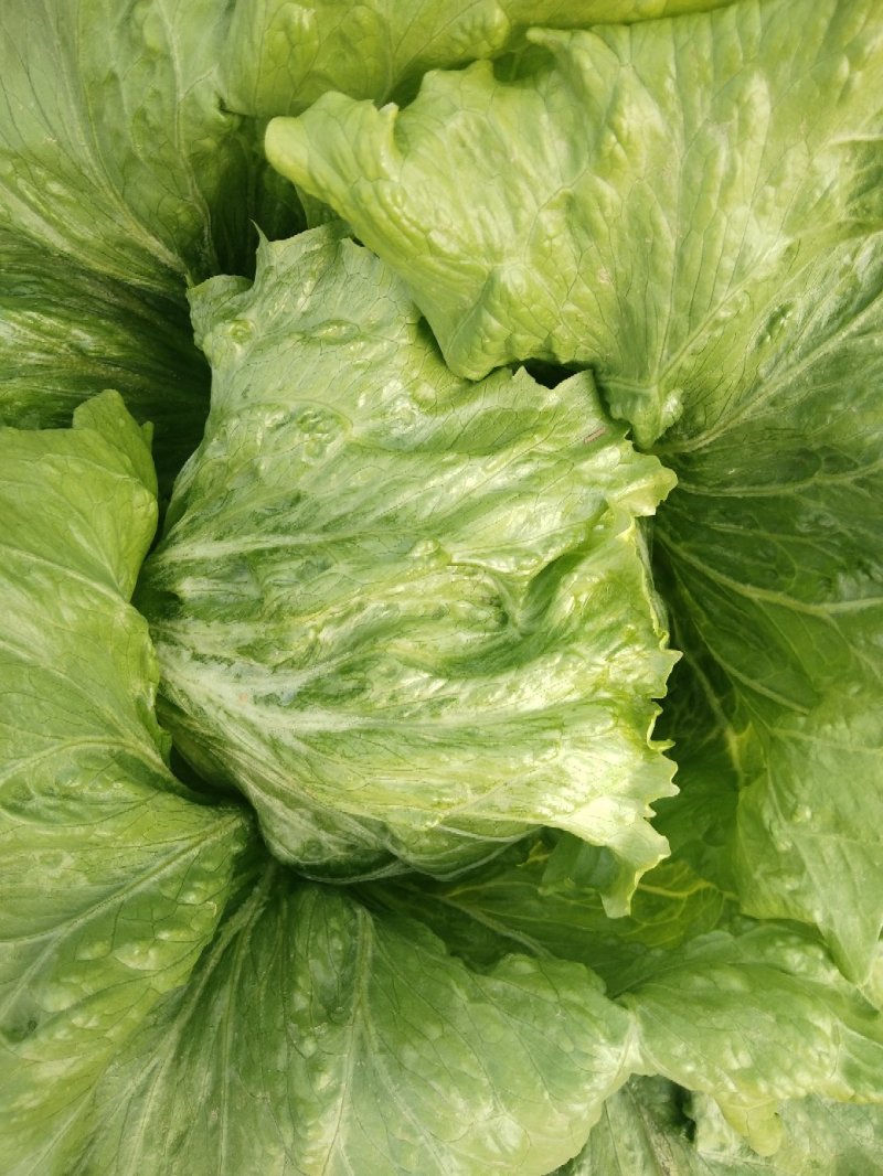 球生菜，品质好，球生菜产地，质量好价格低，